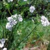 Coriandrum sativum